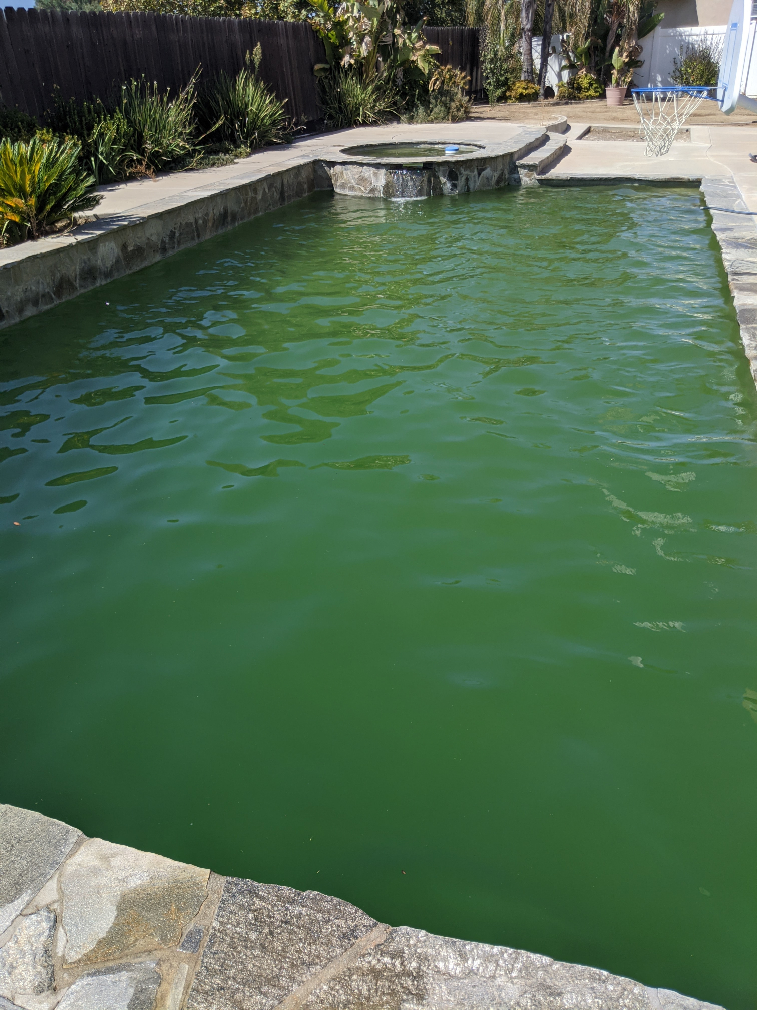 Green Pools in Sacramento: Why Professional Pool Maintenance Keeps Your Water Clear